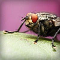 /album/jinetejusticiero/photolia-a08-jpg/